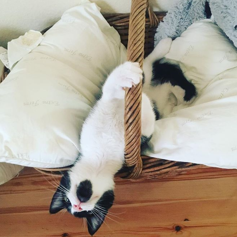 kitten in basket